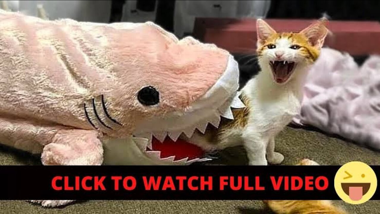 Funniest animal video ever this make you not stop to laugh