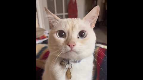 funny and lovely cats