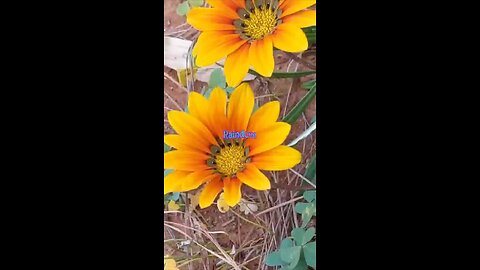 Color of Friendship