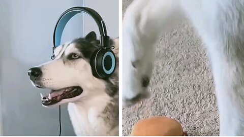 Adorable Husky Can't Resist Dancing to the music