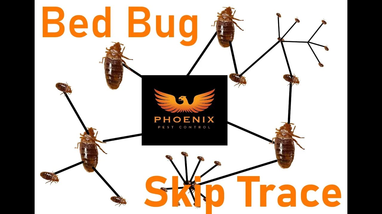 Bed Bug Skip Trace #whatbugsme