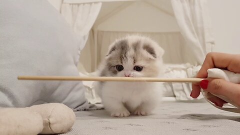 cute kitten videos short