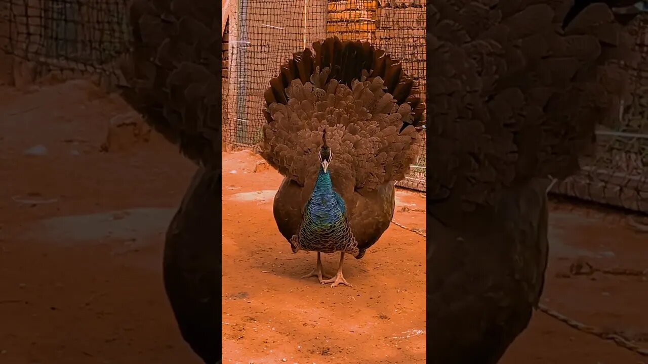 දැකල තිබුනද මෙහෙම මොනරැ #shortsvideo #shortsfeed #shorts #short