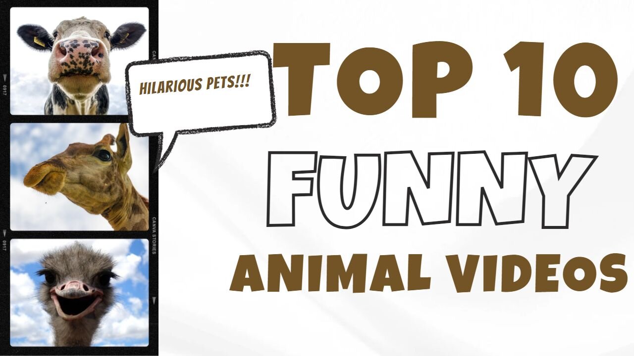 Funniest Animals Video Best Cats and Dogs Videos of 2023 Compilation