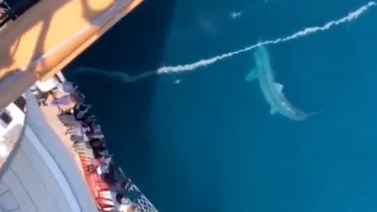 Tourists Scream as Fears of 'Megalodon Shark' Circle Cruise Ship Mega Sharks Caught on Camera