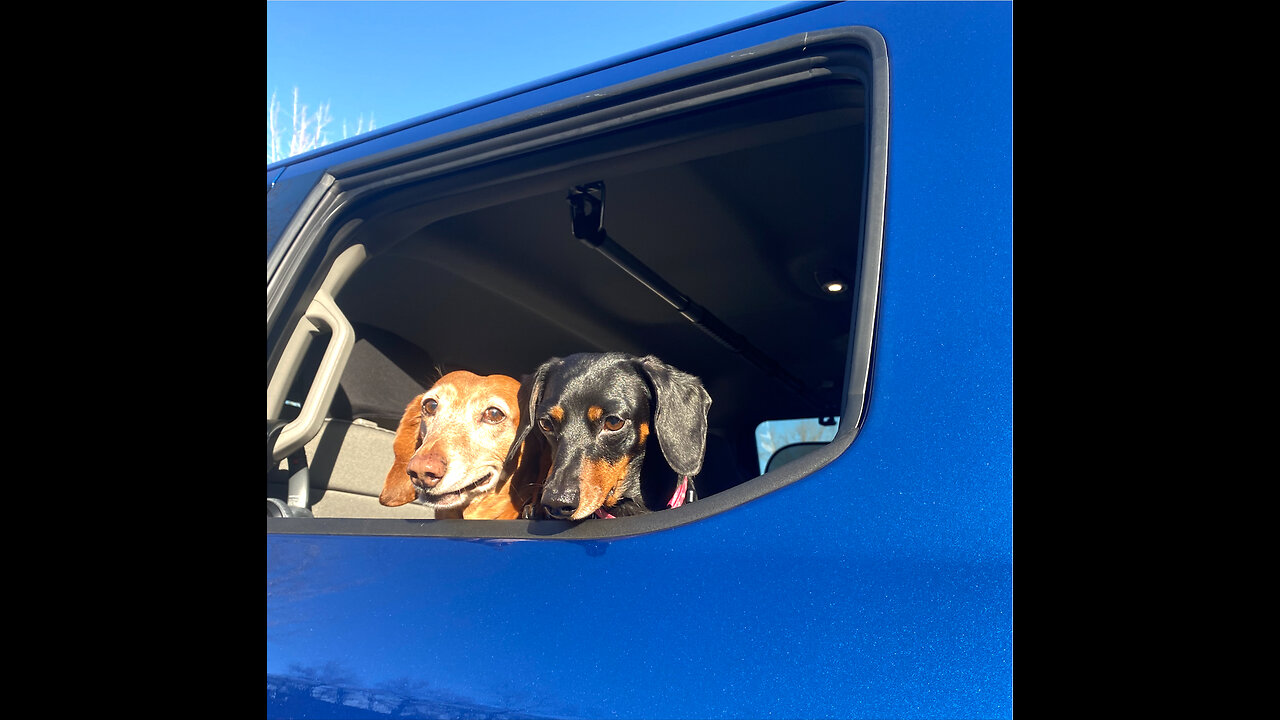 Ruff life for full time traveling Dachshunds