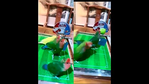 Parrot play basketball Ball 😎 ||