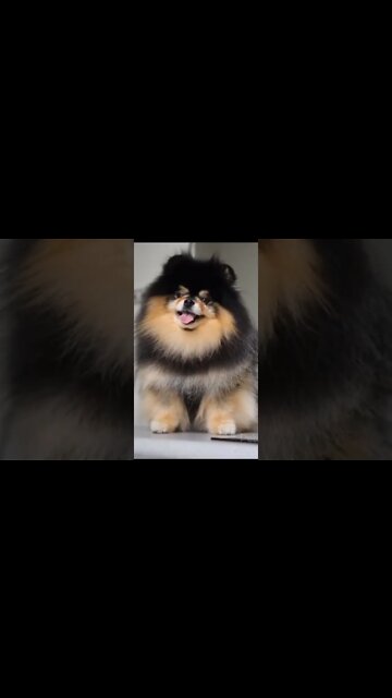 cute animals #short #shorts #cute animals 97