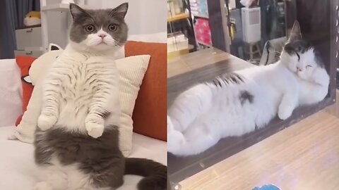 Funny moments of cats.