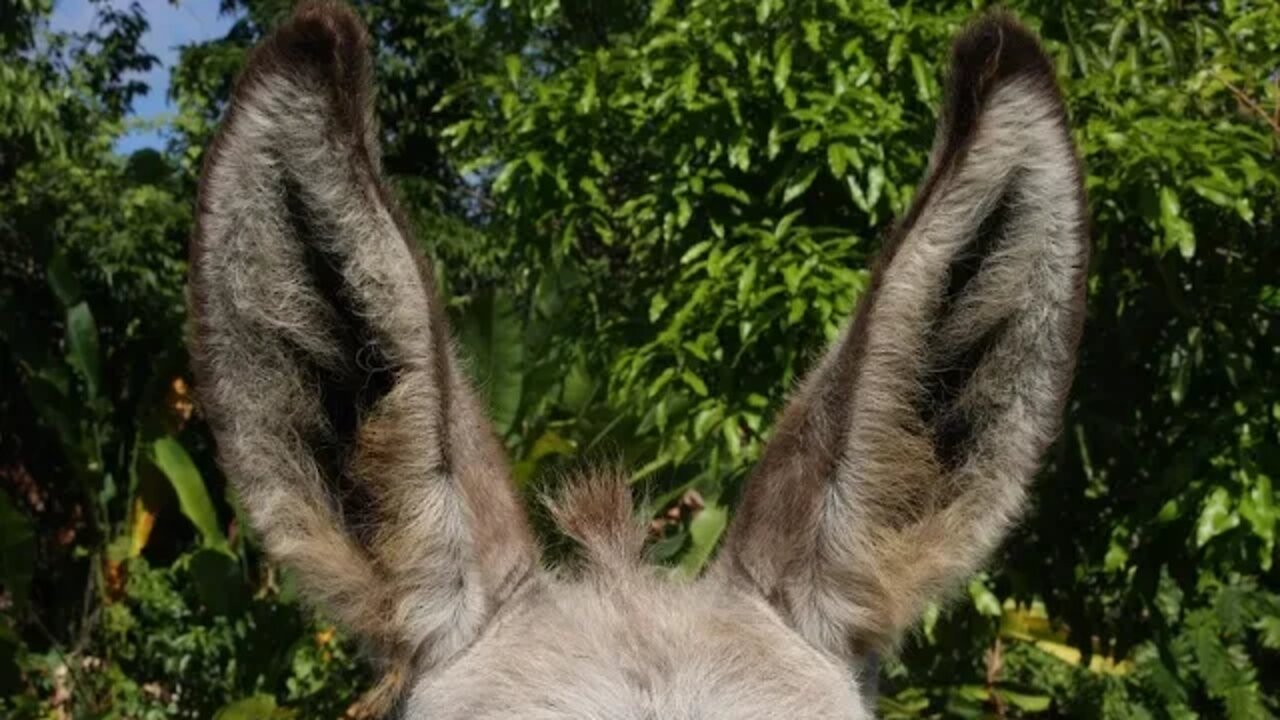 우리가 알아야할 튼살 96가지 신라 경문왕 임금님 귀는 당나귀 귀 튼살에 대한 잘못된 소문