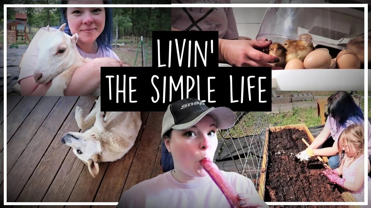 Weekend In the Life//Kombucha Pops//Planting Tomatoes//Moving Chickens