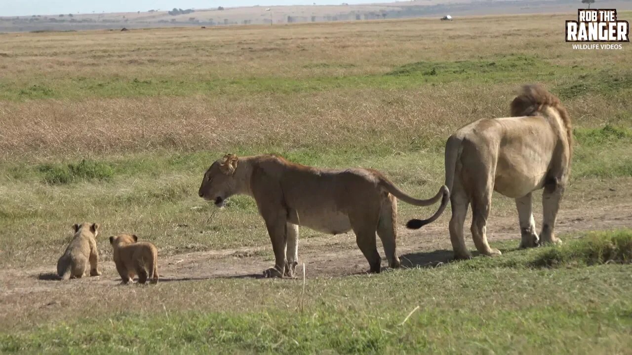 Marsh Pride of Lions With Cubs And Two Bila-Shaka Males | Zebra Plains