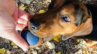 Happy Beagle with Ball, Part 2