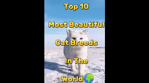 Most beautiful cats in the World 🌎 ❤️