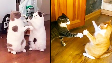 Cats Fighting and Meowing - These Two are Bloody Brothers | Viral Cat