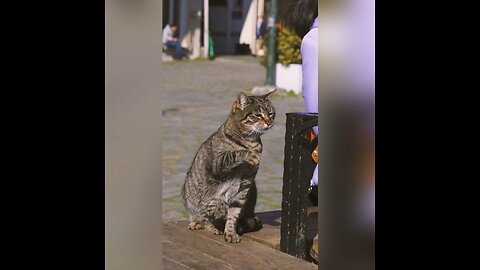 Did you know this about cats? #shorts