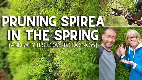 ✂ 😲 Pruning Spirea in the Spring (And, Why It's Okay To Do Now) 😲 ✂