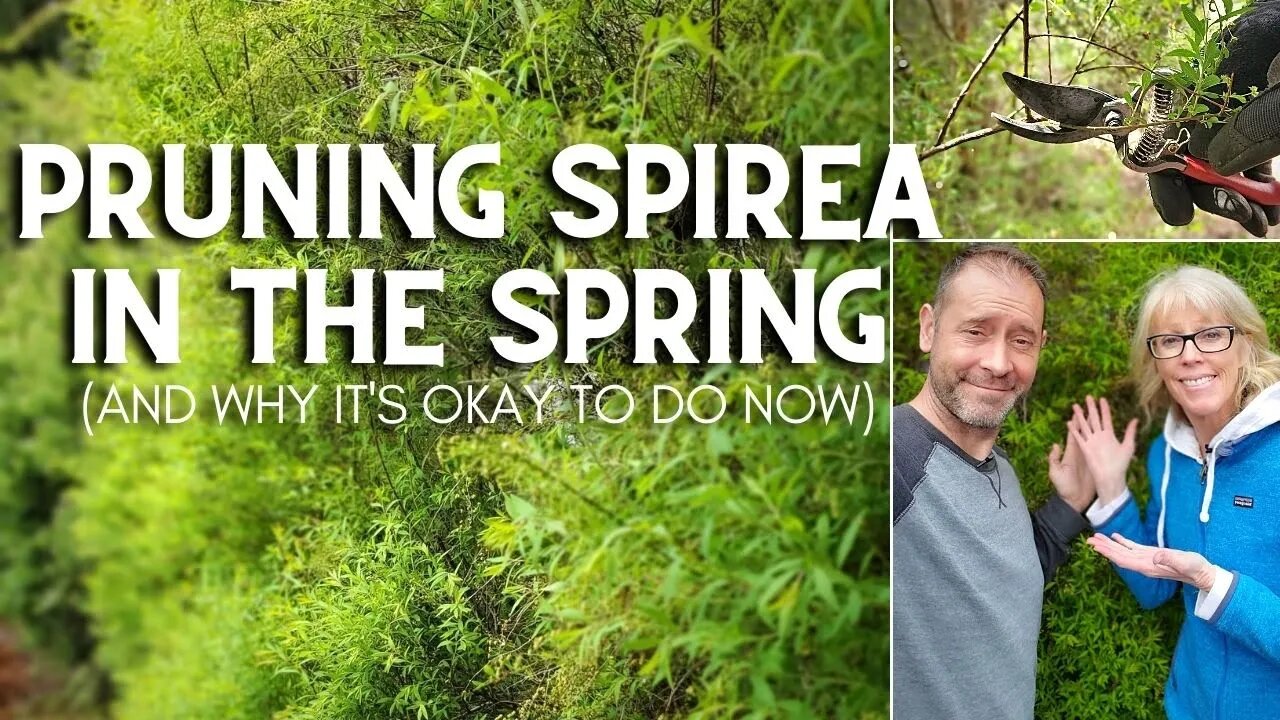 ✂ 😲 Pruning Spirea in the Spring (And, Why It's Okay To Do Now) 😲 ✂