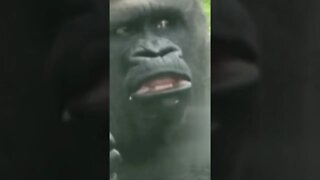 QUANDO EU TÔ COMENDO E VEJO MEU AMIGO PIDÃO🤣🤣🤣