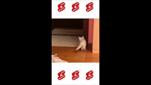 Gatinho Dando Susto kkk #cats #shorts