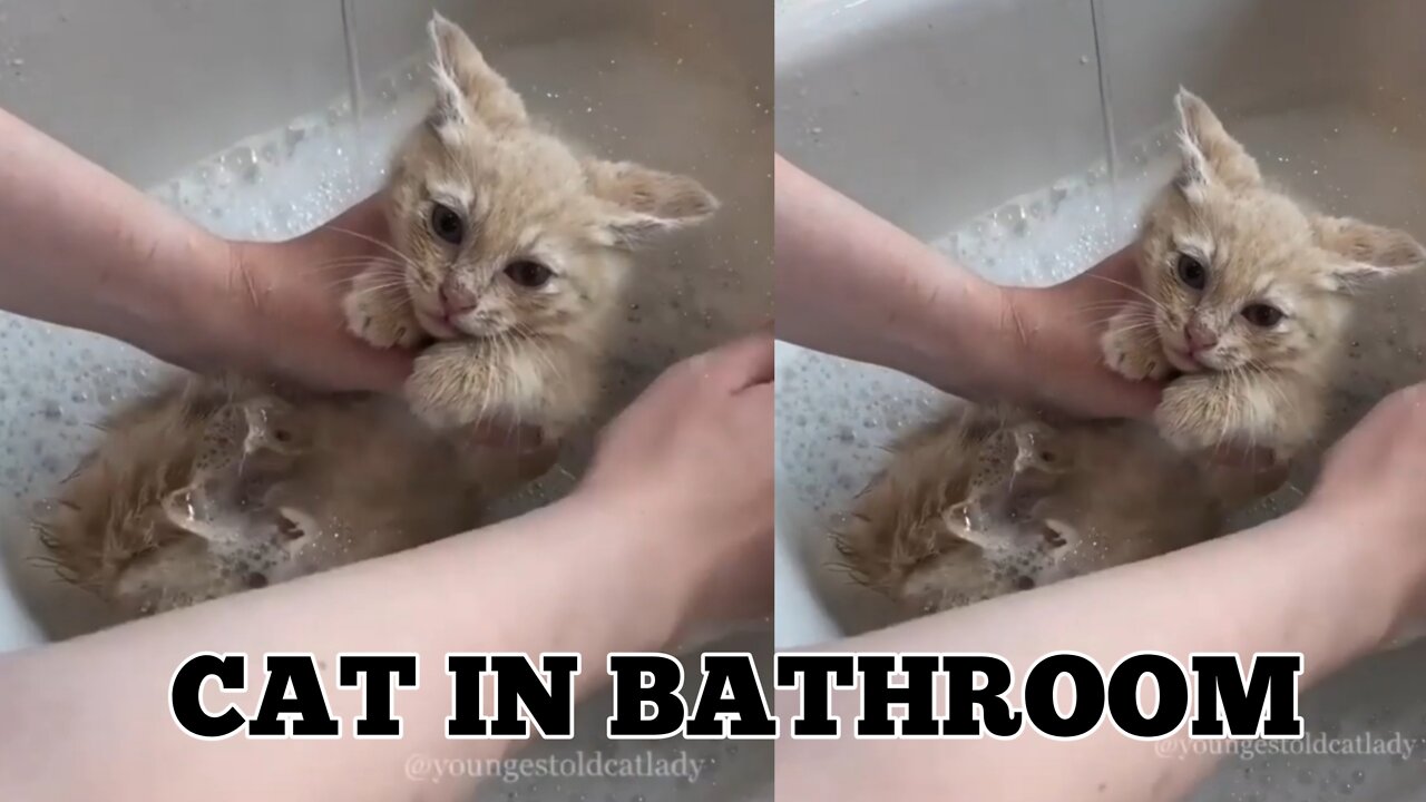Cat in Bathroom 😂😀😂