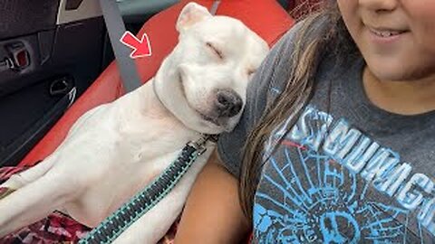 The Funniest Dog Videos On The Internet 🤣🐶 NEW Funny Dog Videos