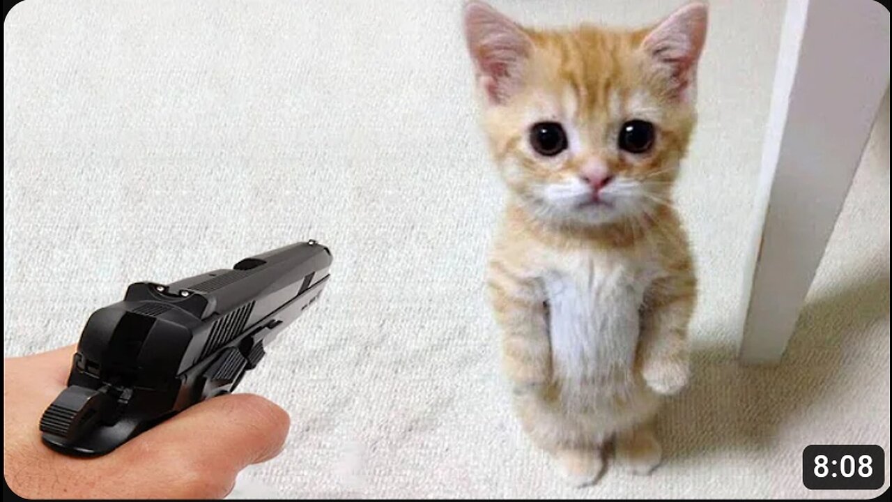 Funniest Animals 2023 π Funny Dogs and Cats Videos πΊπΆ