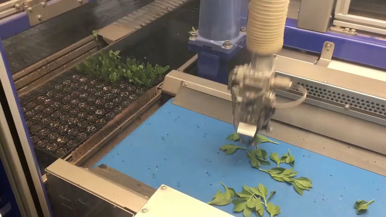 Robotic arm at work in Dutch plant nursery