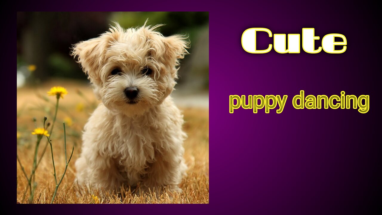 Pets video | cute puppy | #Entertainment #pets #rumble #rumbletube