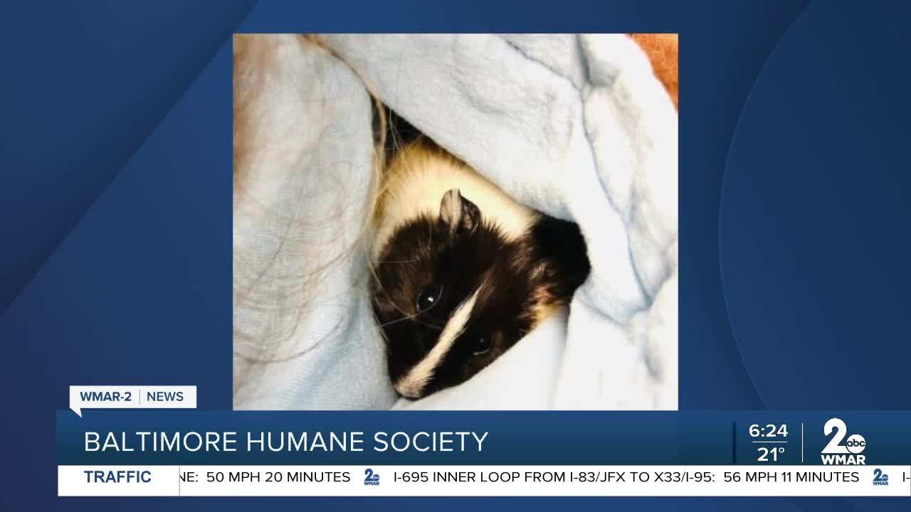 Skittles the American Guinea pig is up for adoption at the Baltimore Humane Society