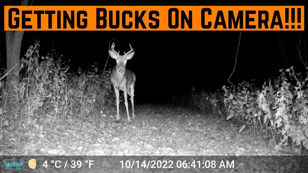 Buck MOVEMENT Caught On CAMERA!!!