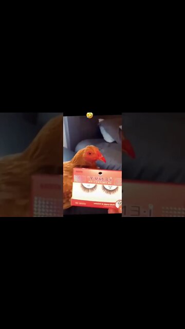 That poor chicken 🐓