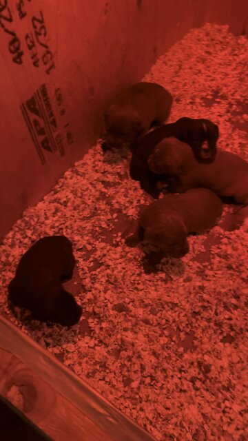 3 Week old Cane Corso puppies
