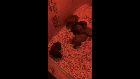 3 Week old Cane Corso puppies