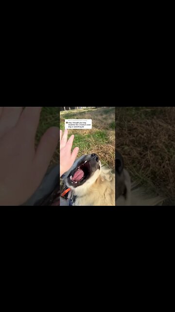 Here’s the pitch #shorts