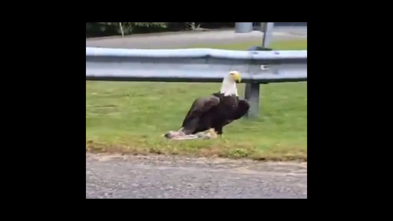 The Eagles Has Landed