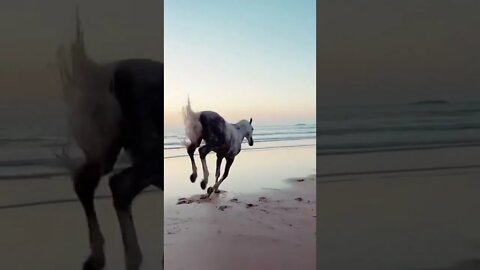 Beautiful Horse excited to be running along a beach