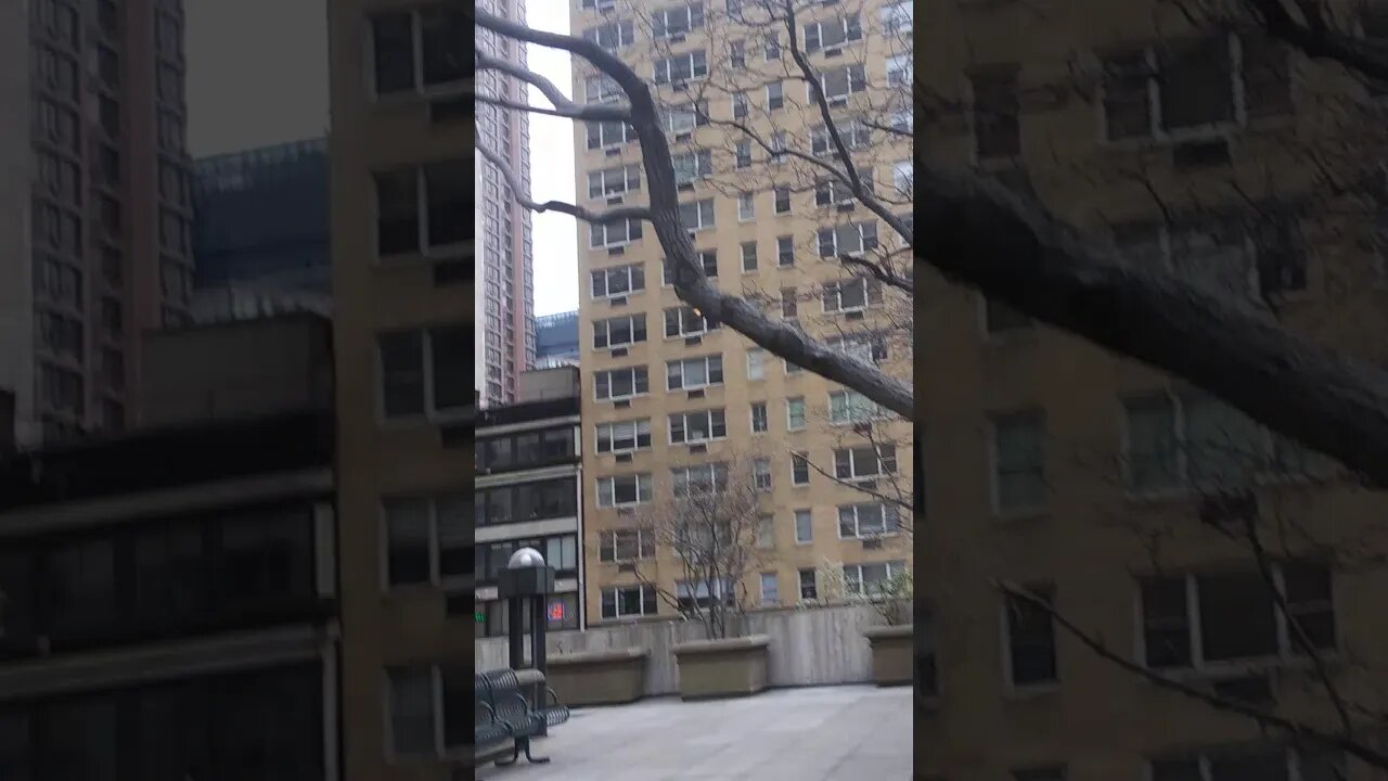 Feeding the birds in New York City. I 💕 🐦