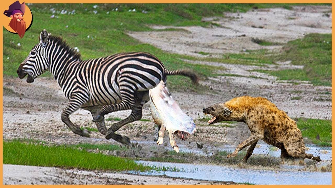 15 Top Worst Cruel Fighting Moments Of Wild Animals