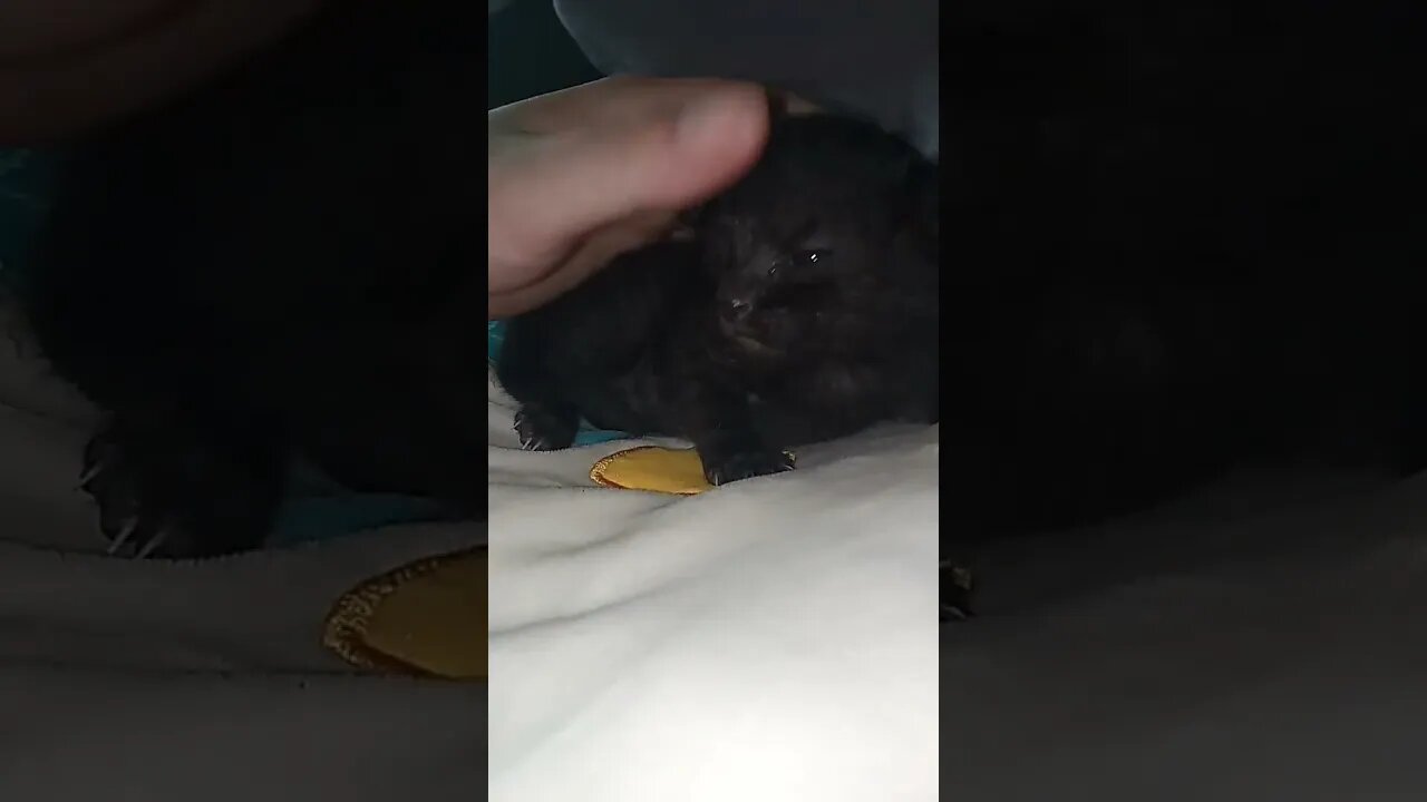 #cats #cat #viral #fyp #shorts #short #reels #reel #funny #nature #funnymoments #funnycats #kitten