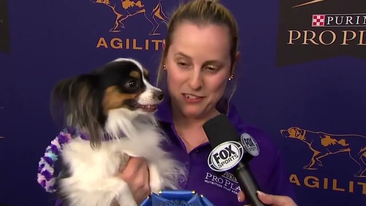 Best of the Agility competition from the 2020 Westminster Kennel Club Dog show