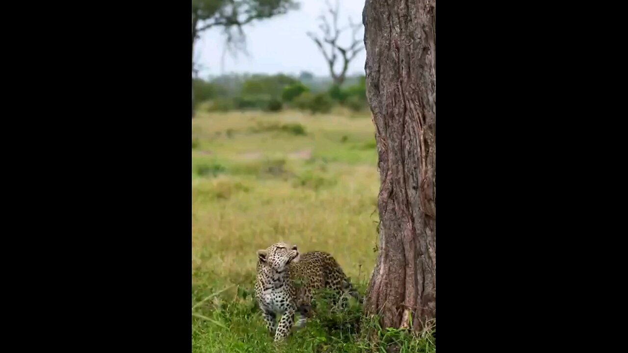 Leopards Unbelievable Tree Climb