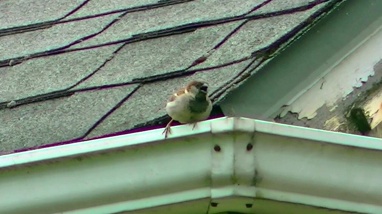 IECV NV #645 - 👀 Male House Sparrow On The Neighbors Roof Gutter 🐤6-22-2018