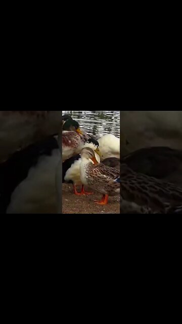 ANIMAIS ENGRAÇADOS 2022,Cães e Gatos Fofos Fazendo Coisas Engraçadas,Cães e Gatos Engraçados #shorts