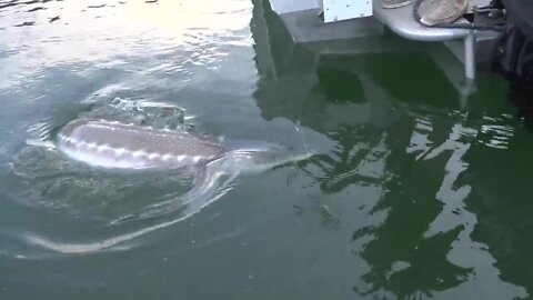 Fishing for sturgeon with Hammett Valley Fishing Adventures at CJ Strike Reservoir