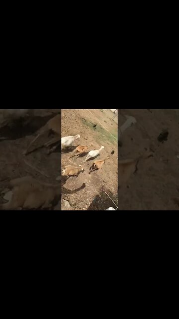 Peace and prosperity