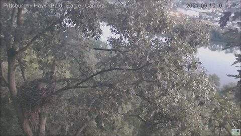 Hays Eagles nest has 2 Raccoons visit the nest 91021 6:39AM