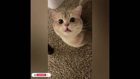 cute cat videos 😹 funny videos 😂1059