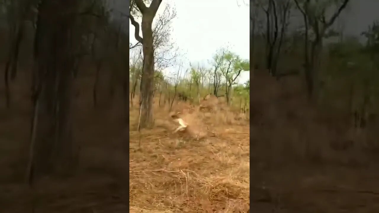 COMO ELE FOI PARAR LÁ? 😂😂 #shorts