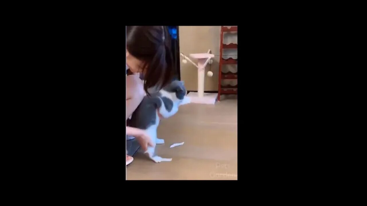 Os pets mais engraçados da internet - funny pets part4 #shorts